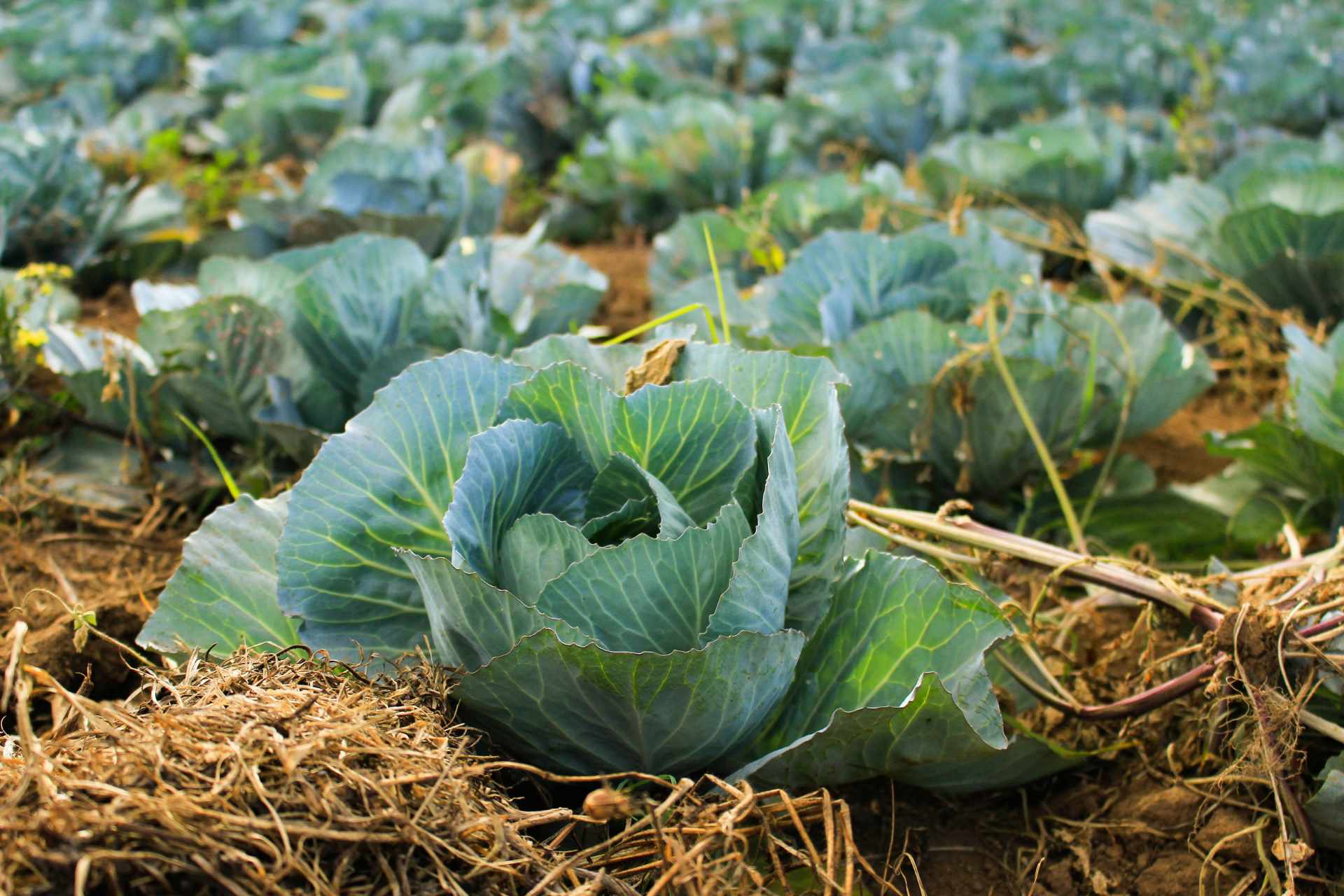 JCG AgriEnvironmental
