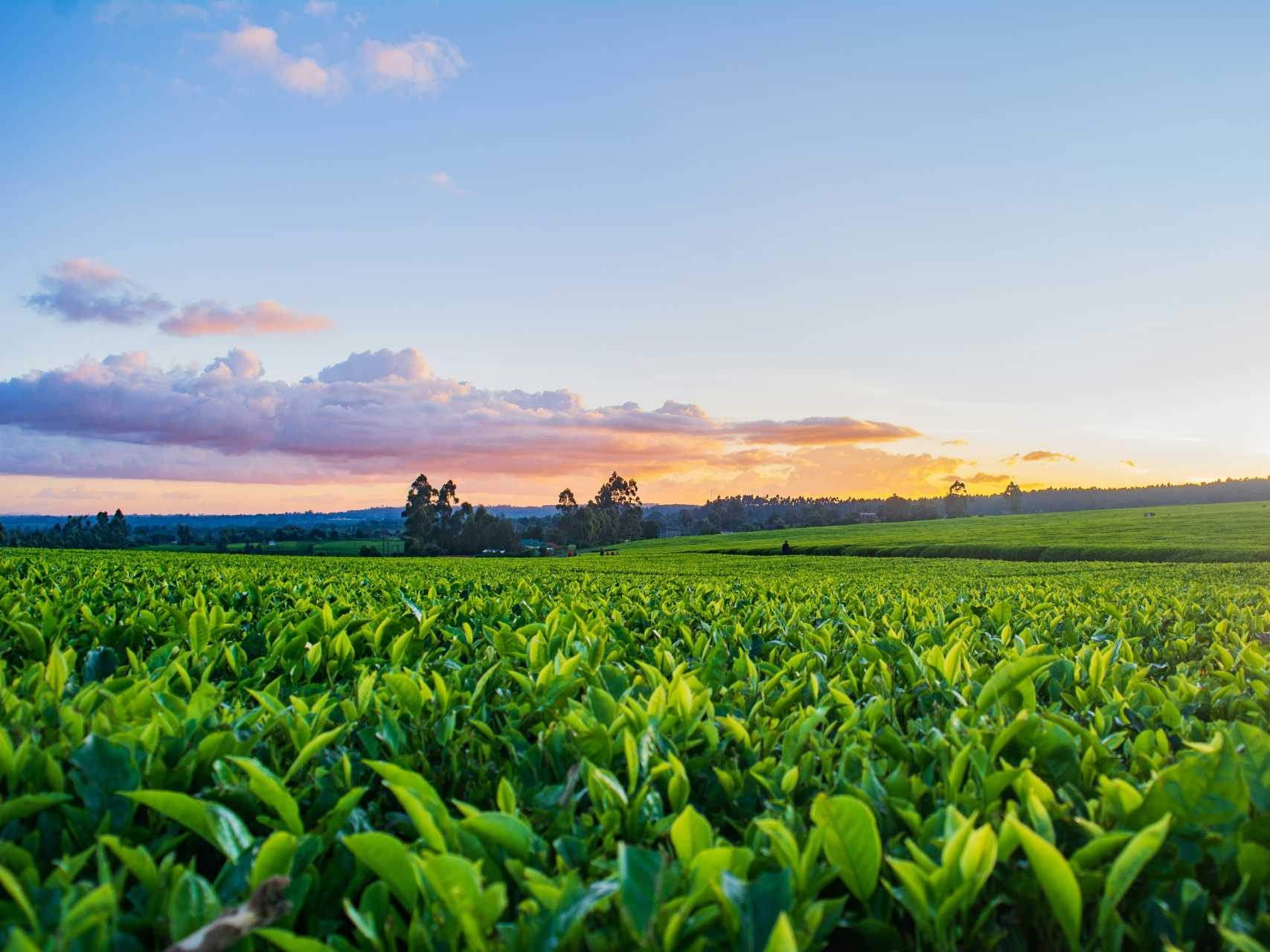 JCG AgriEnvironmental