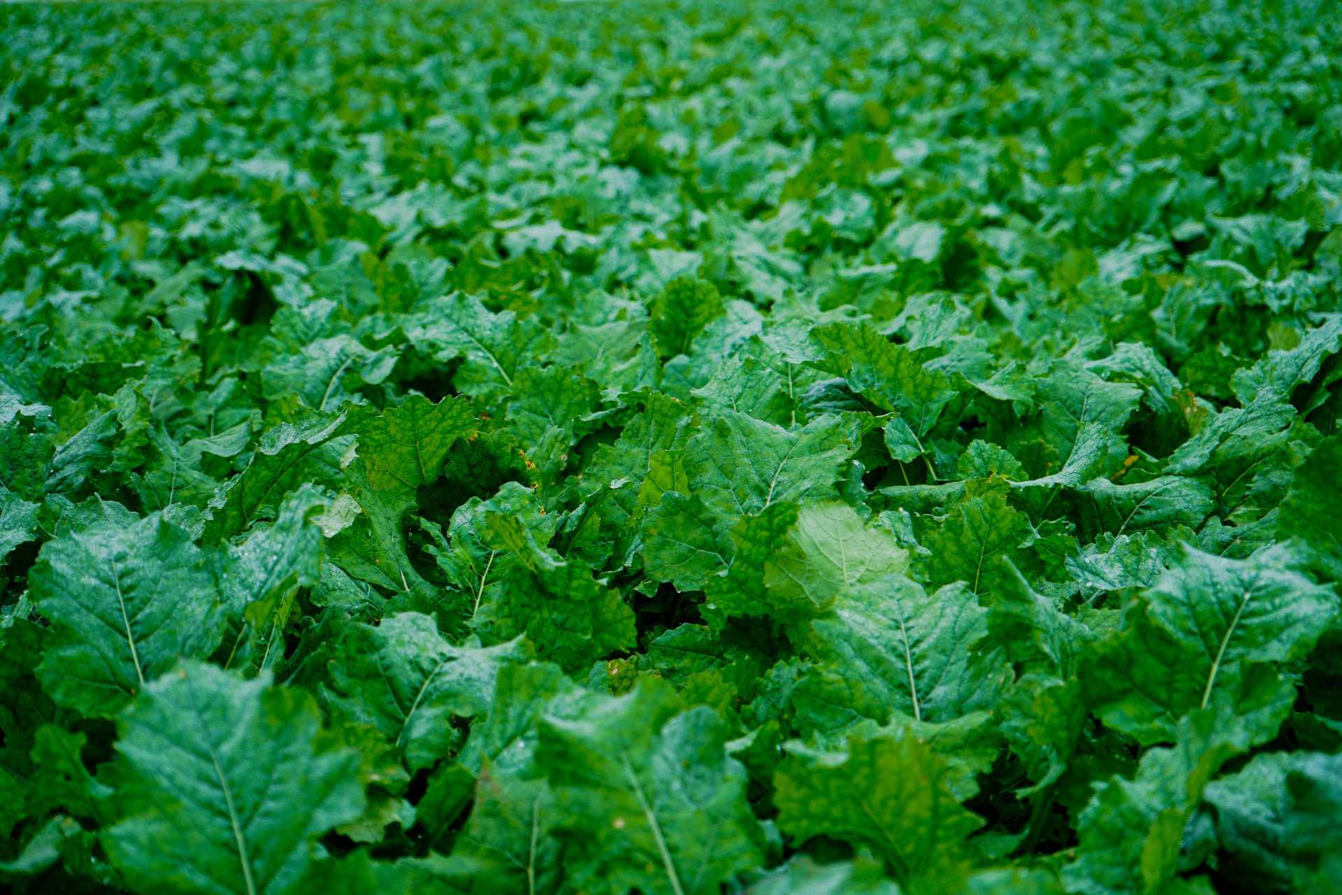 JCG AgriEnvironmental